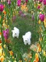 /album/galleria-foto-homepage/belle-e-fiona-jpg/